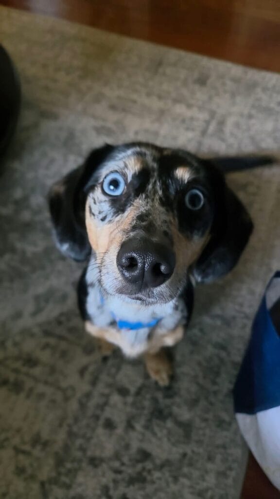 Pepperoni is one of our 1-on-1 dog training clients. His face, half in light, half in shadow, is looking up at the camera and he is seated on the carpet below. His striking blue eyes are vibrant and his snoot is in sharp focus. His tail is wagging, due to a slow shutter speed, showing how satisfied he is as a dogs of the dunes client. dogs of the dunes is committed to working with dogs (including pepperoni) wherever they're at, behaviorally and whether they reside in Valparaiso, Michigan City, Chesterton, or Chicago, IL.