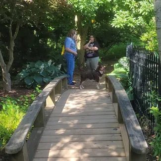 A top-rated Dogs of the Dunes dog trainer consults with a dog owner; carefully listening to the behaviors the dog is exhibiting. Our dog trainers are among the best in the world and know exactly how to help dogs be better canine citizens. The scene, a lush green landscape including a wooden bridge, is emblematic of Dogs of the Dunes' commitment to positive reinforcement and lasting resulting, including correcting negative behaviors, such as aggression, leash-pulling, and destruction of property, as natural environments and personalized meetings and goal-setting with pet parents lead to a better, longer-lasting result. We know how to get your dog to finally listen and can help dog owners who feel like they've tried everything and nothing works. We are taking new clients and encourage visitors to choose us, as we are the perfect choice for dog training near you and dog training in Valparaiso, IN.