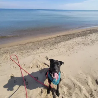 Dogs of the Dunes' dog walking and drop-in visits are the only choice for pet parents who need consistent, reliable, and affordable expert dog trainers near them. This scene, a dog on the beach, has been successfully trained off-leash. The red leash and blue sky create a contrast, mimicking the contrast between dogs' behavior before and after training with us. Choose Dogs of the Dunes for dog walking near you in Valparaiso, IN.